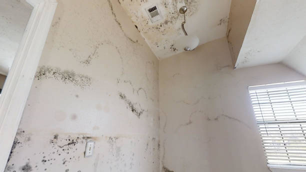 Best Basement Mold Removal  in New Lisbon, WI