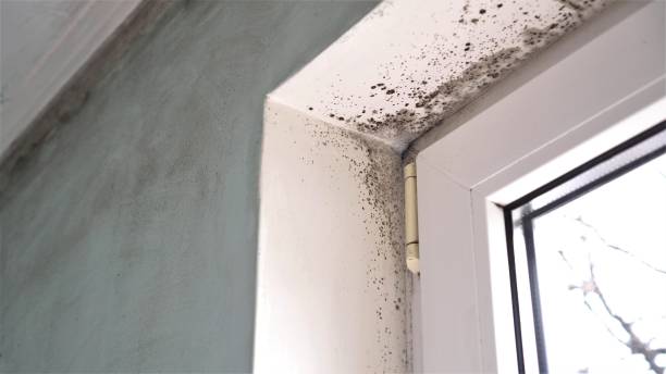 Best Real Estate Mold Inspection  in New Lisbon, WI