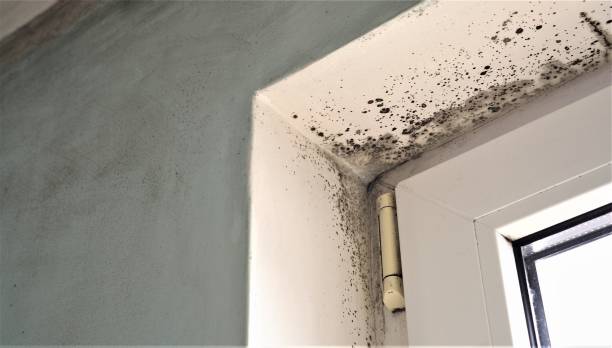 Best Comprehensive Air Testing for Mold Contaminants  in New Lisbon, WI