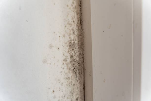 Trusted New Lisbon, WI Mold Removal Experts