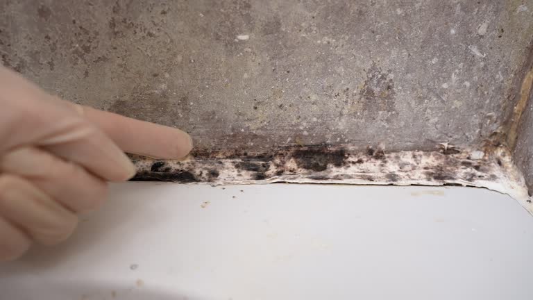 Best Attic Mold Removal  in New Lisbon, WI