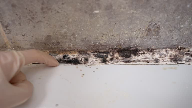 Asbestos and Lead Testing During Mold Inspection in New Lisbon, WI